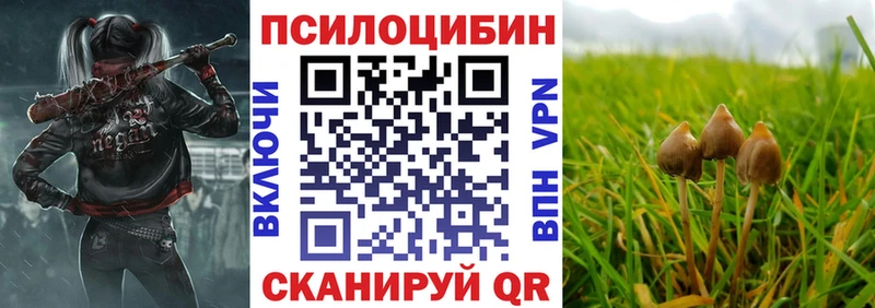 Псилоцибиновые грибы Cubensis  что такое   Бежецк 